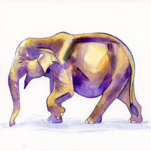 Asian Elephant - 2018 - 8"x8" - Watercolor on Watercolor Paper